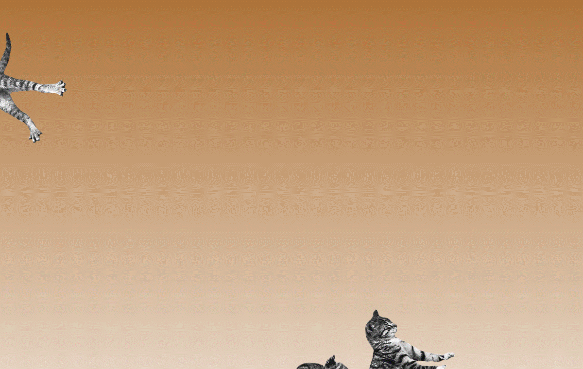 Snipkap 实际录制的 Cat Bounce 动态萌宠 GIF